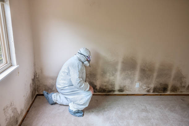 Best Black Mold Removal  in Archer, FL